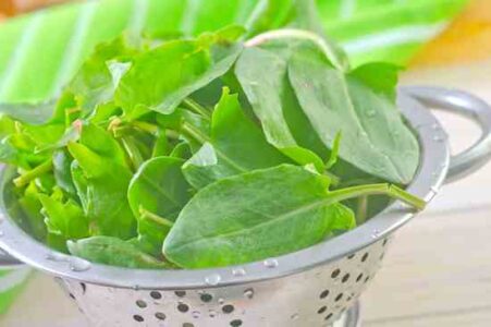 Sorrel Salad Recipe Image
